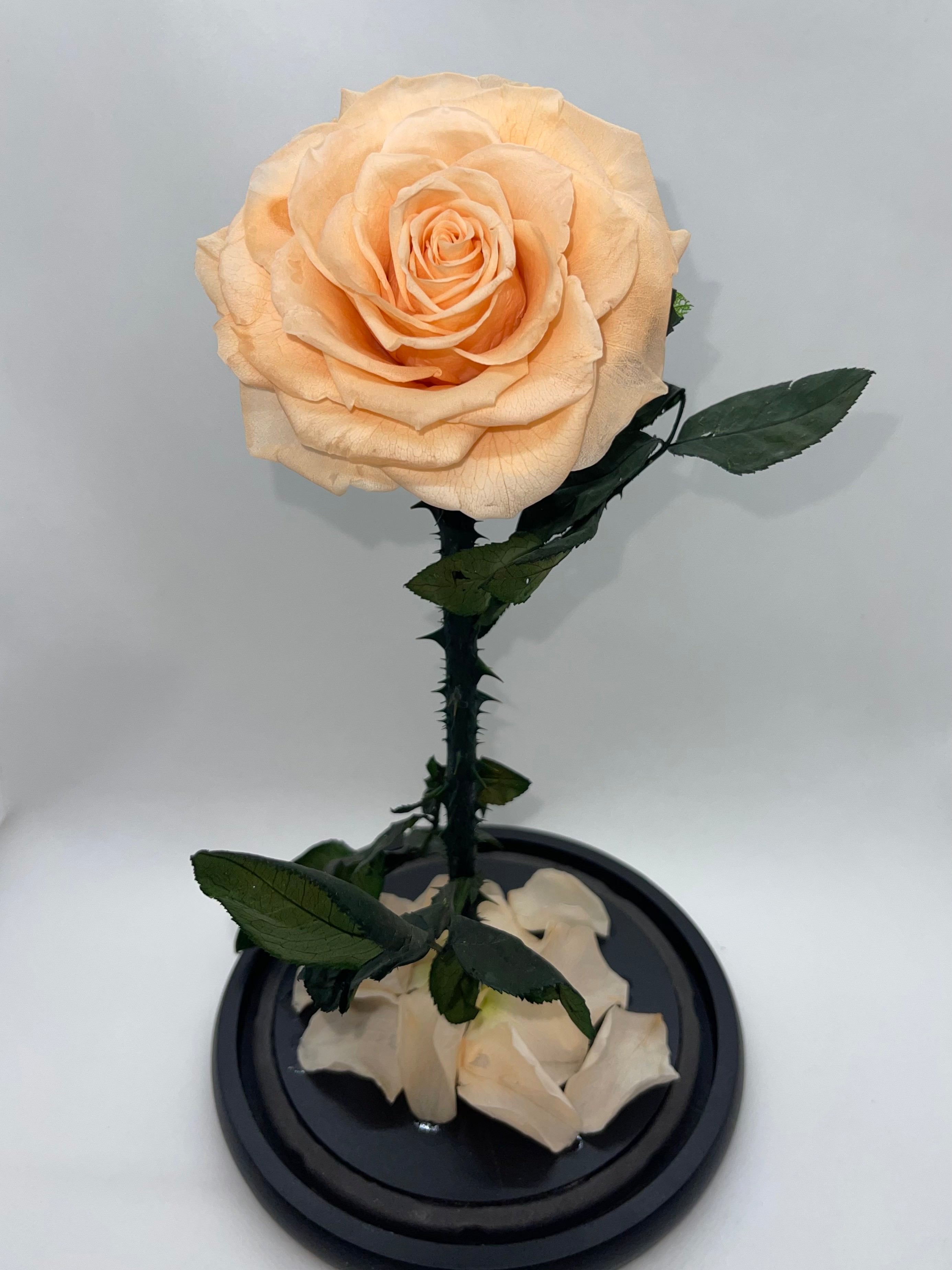 Large Peach Forever Preserved Rose - Rose Bears Australia