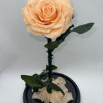 Large Peach Forever Preserved Rose - Rose Bears Australia