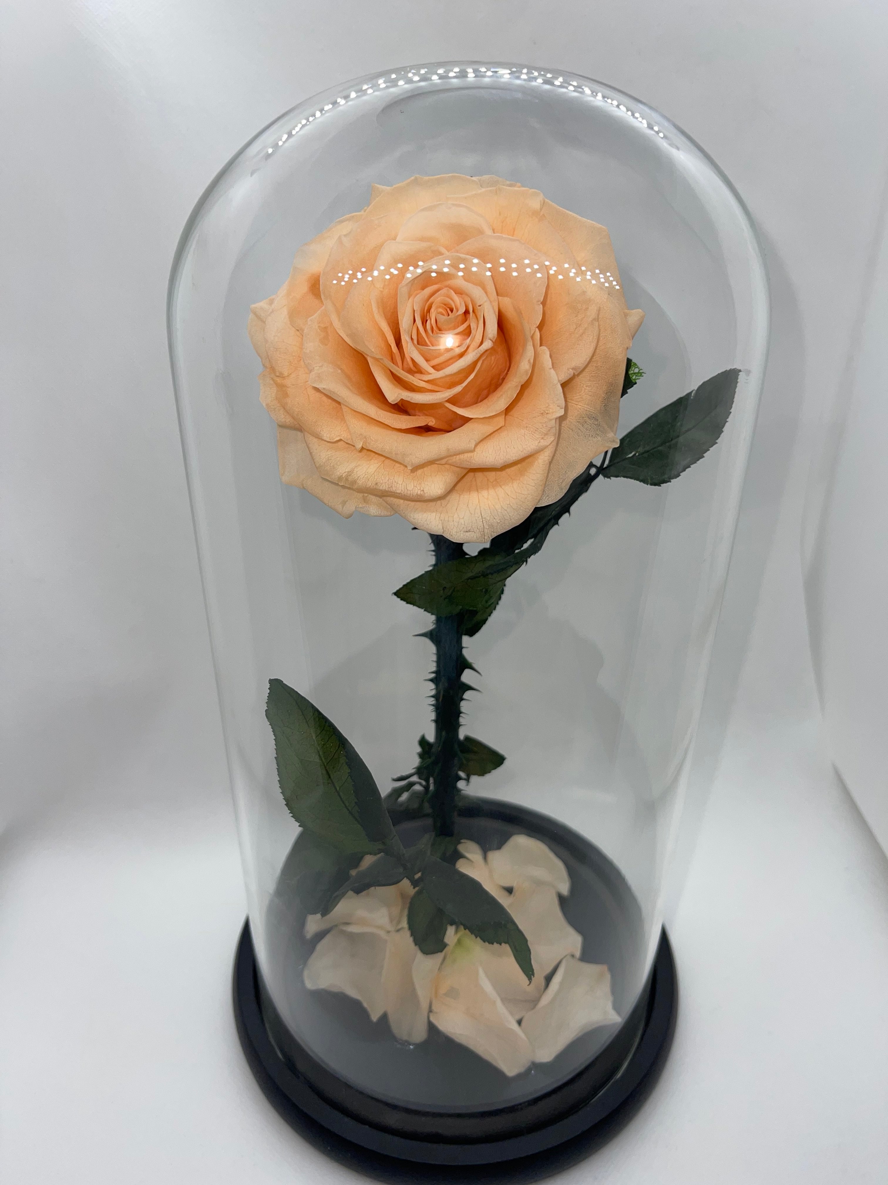 Large Peach Forever Preserved Rose - Rose Bears Australia