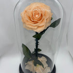 Large Peach Forever Preserved Rose - Rose Bears Australia