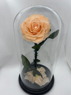 Large Peach Forever Preserved Rose - Rose Bears Australia