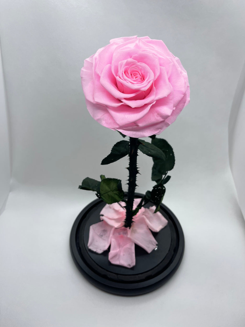 Large Pink Forever Preserved Rose - Rose Bears Australia
