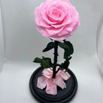 Large Pink Forever Preserved Rose - Rose Bears Australia