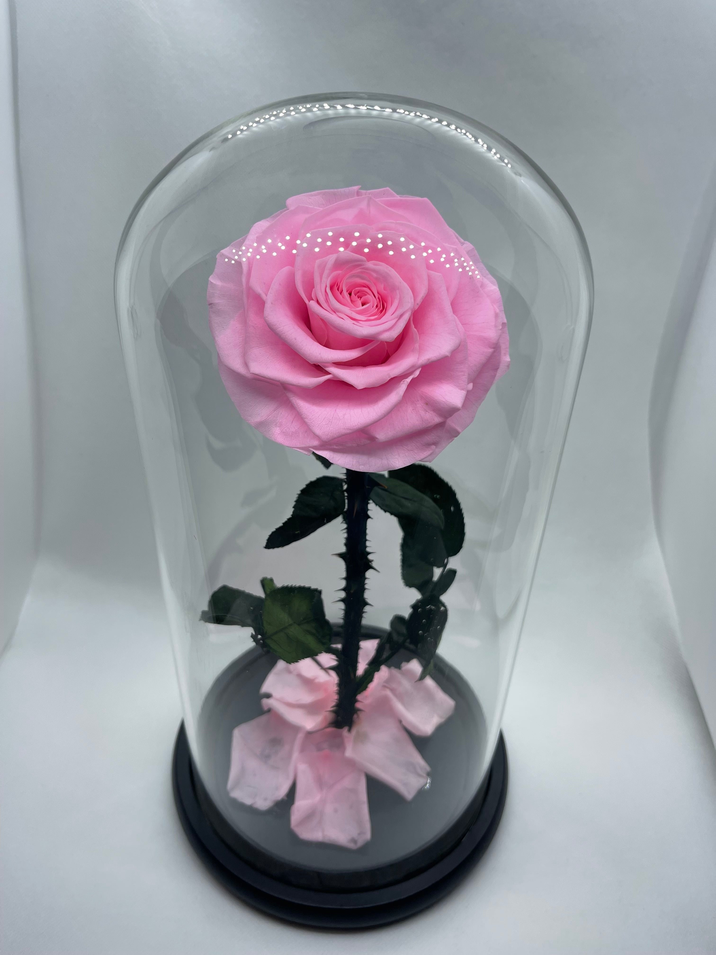 Large Pink Forever Preserved Rose - Rose Bears Australia