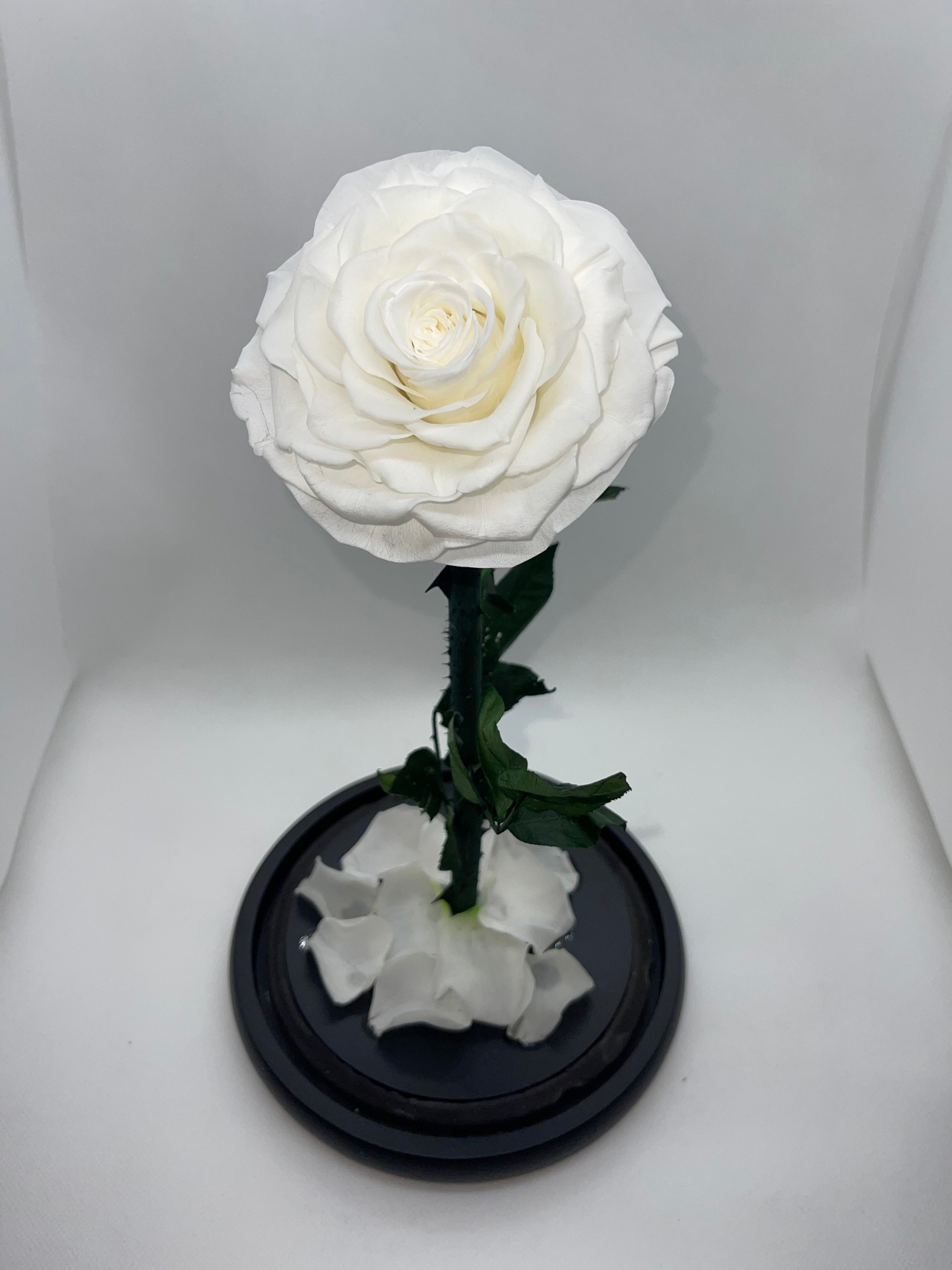 Large White Forever Preserved Rose - Rose Bears Australia