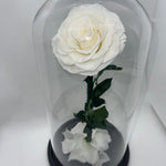 Large White Forever Preserved Rose - Rose Bears Australia