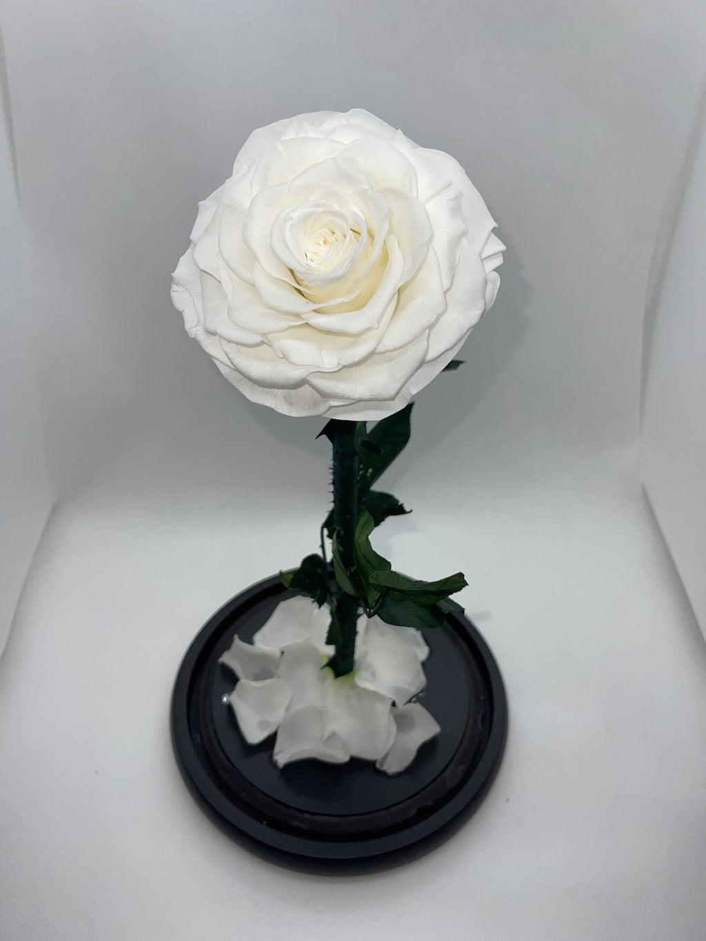 Large White Forever Preserved Rose - Rose Bears Australia