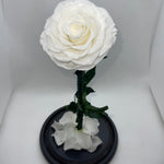 Large White Forever Preserved Rose - Rose Bears Australia