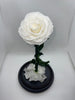 Large White Forever Preserved Rose - Rose Bears Australia