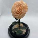 Peach Forever Preserved Rose - Rose Bears Australia