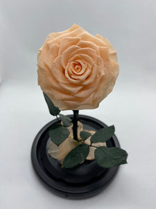 Peach Forever Preserved Rose - Rose Bears Australia