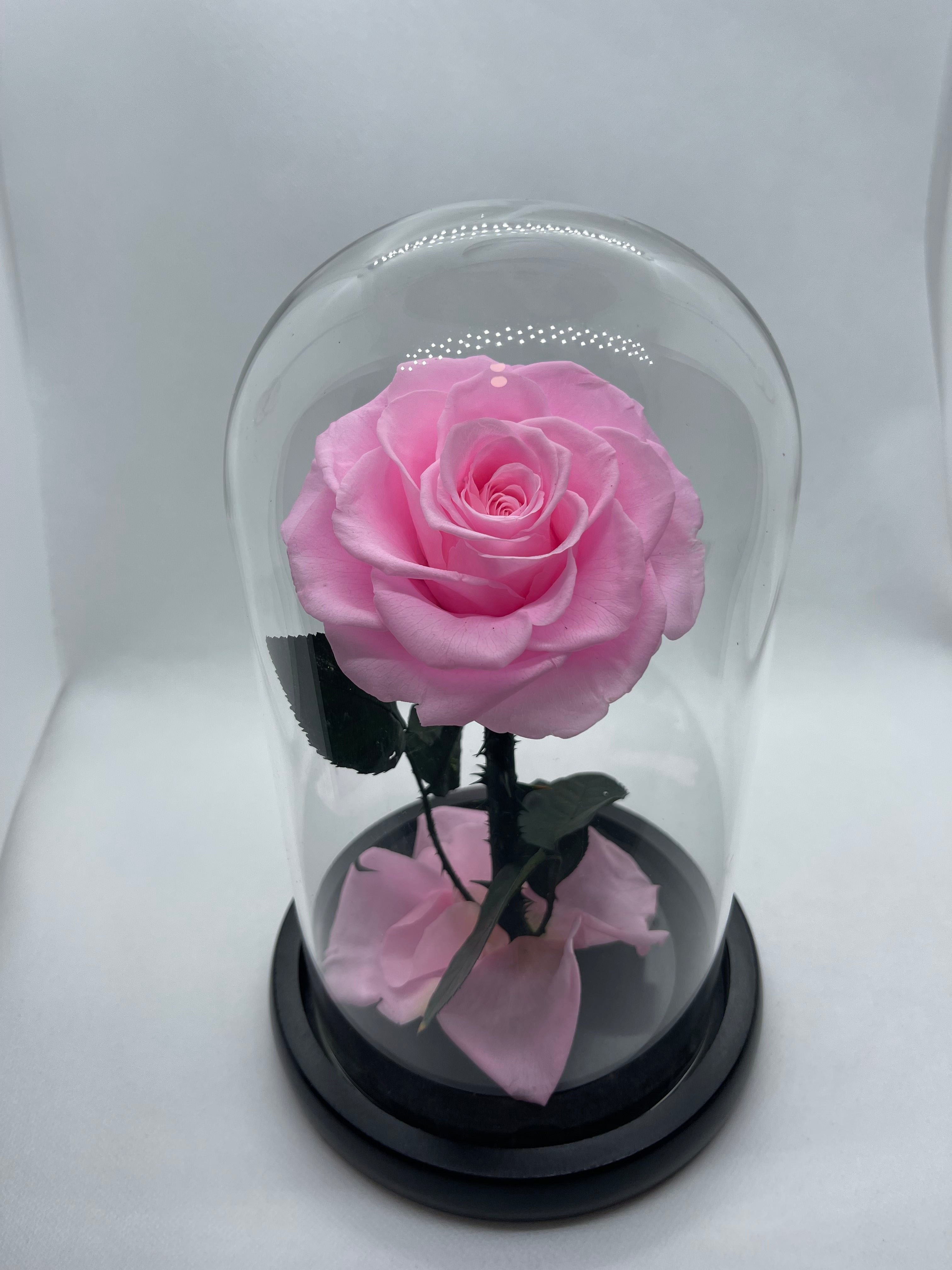 Pink Forever Preserved Rose - Rose Bears Australia