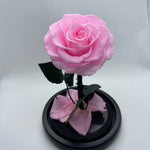 Pink Forever Preserved Rose - Rose Bears Australia