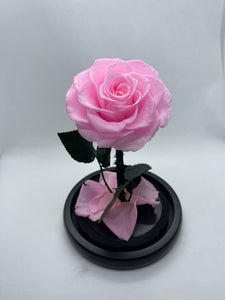 Pink Forever Preserved Rose - Rose Bears Australia