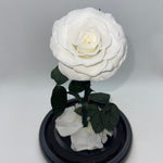 one year rose, everlasting rose, preserved rose, rose in glass dome, roses, everlasting roses Australia, mother’s day gift, birthday gift ideas, anniversary gift ideas, Australia gift ideas, gift ideas for her, tiktok, rose bears Australia, valentine’s day gift, valentine’s day, baby shower gift, 365 days rose, beauty and the beast rose