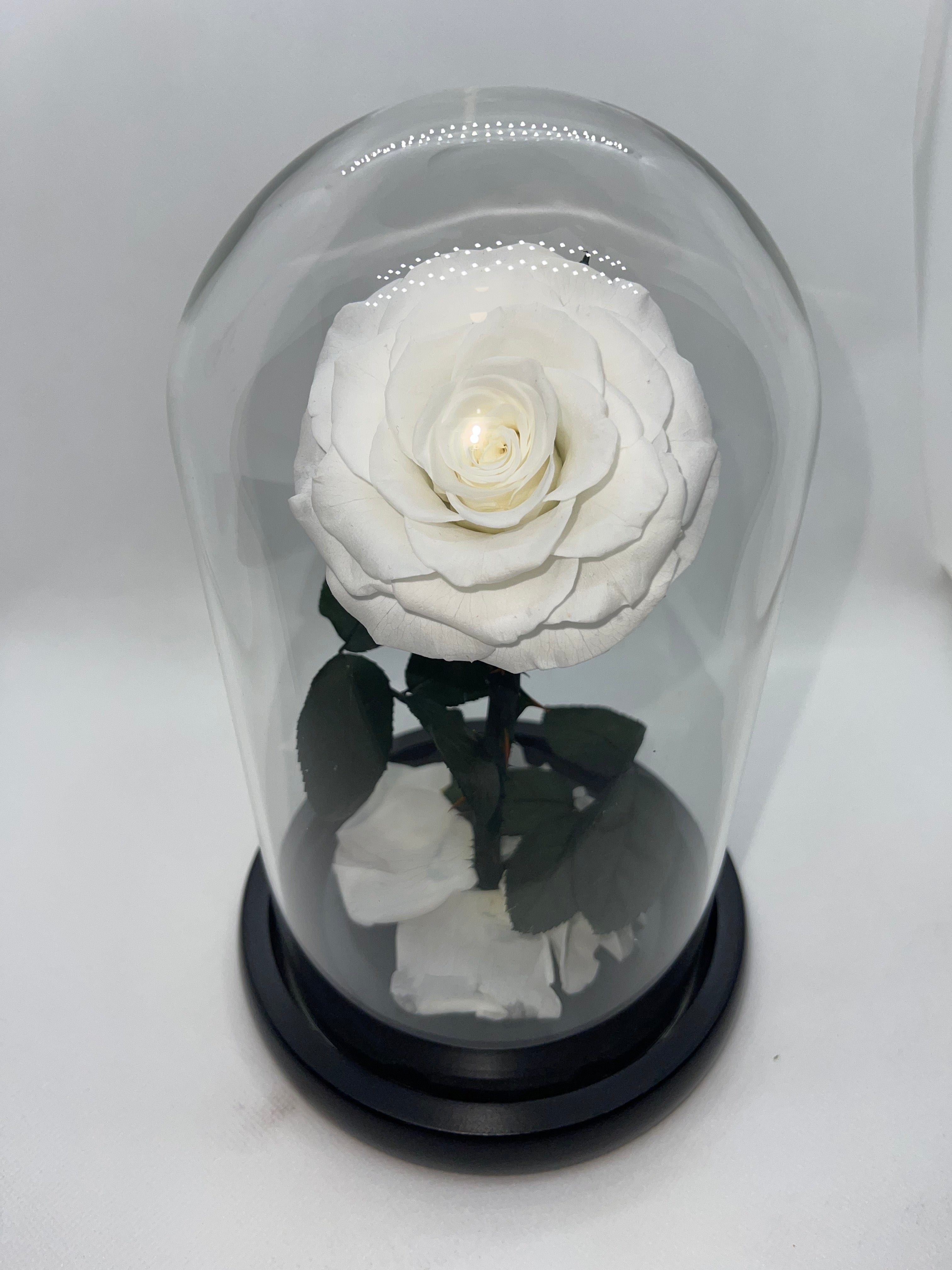 one year rose, everlasting rose, preserved rose, rose in glass dome, roses, everlasting roses Australia, mother’s day gift, birthday gift ideas, anniversary gift ideas, Australia gift ideas, gift ideas for her, tiktok, rose bears Australia, valentine’s day gift, valentine’s day, baby shower gift, 365 days rose, beauty and the beast rose