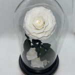 one year rose, everlasting rose, preserved rose, rose in glass dome, roses, everlasting roses Australia, mother’s day gift, birthday gift ideas, anniversary gift ideas, Australia gift ideas, gift ideas for her, tiktok, rose bears Australia, valentine’s day gift, valentine’s day, baby shower gift, 365 days rose, beauty and the beast rose