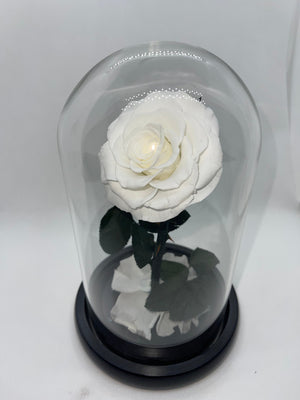 one year rose, everlasting rose, preserved rose, rose in glass dome, roses, everlasting roses Australia, mother’s day gift, birthday gift ideas, anniversary gift ideas, Australia gift ideas, gift ideas for her, tiktok, rose bears Australia, valentine’s day gift, valentine’s day, baby shower gift, 365 days rose, beauty and the beast rose