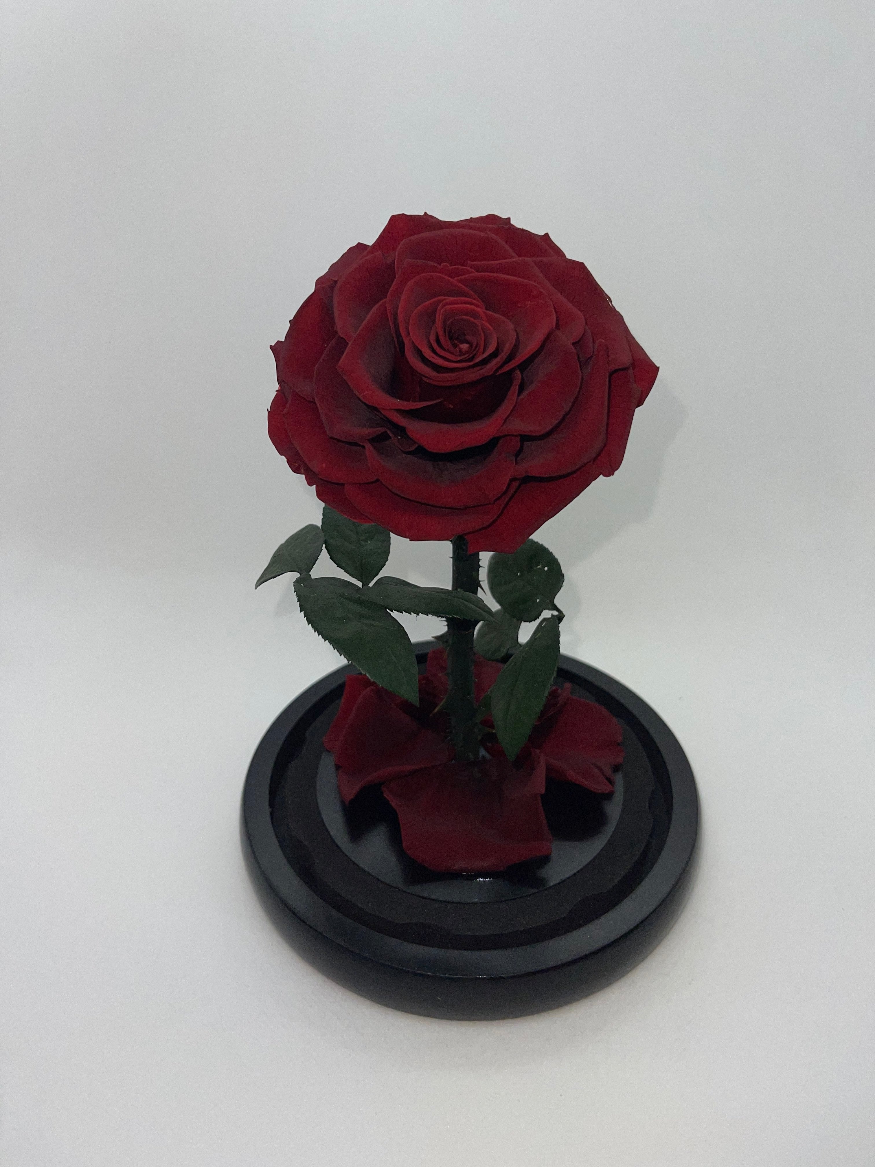 one year rose, everlasting rose, preserved rose, rose in glass dome, roses, everlasting roses Australia, mother’s day gift, birthday gift ideas, anniversary gift ideas, Australia gift ideas, gift ideas for her, tiktok, rose bears Australia, valentine’s day gift, valentine’s day, baby shower gift, 365 days rose, beauty and the beast rose