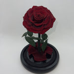 one year rose, everlasting rose, preserved rose, rose in glass dome, roses, everlasting roses Australia, mother’s day gift, birthday gift ideas, anniversary gift ideas, Australia gift ideas, gift ideas for her, tiktok, rose bears Australia, valentine’s day gift, valentine’s day, baby shower gift, 365 days rose, beauty and the beast rose