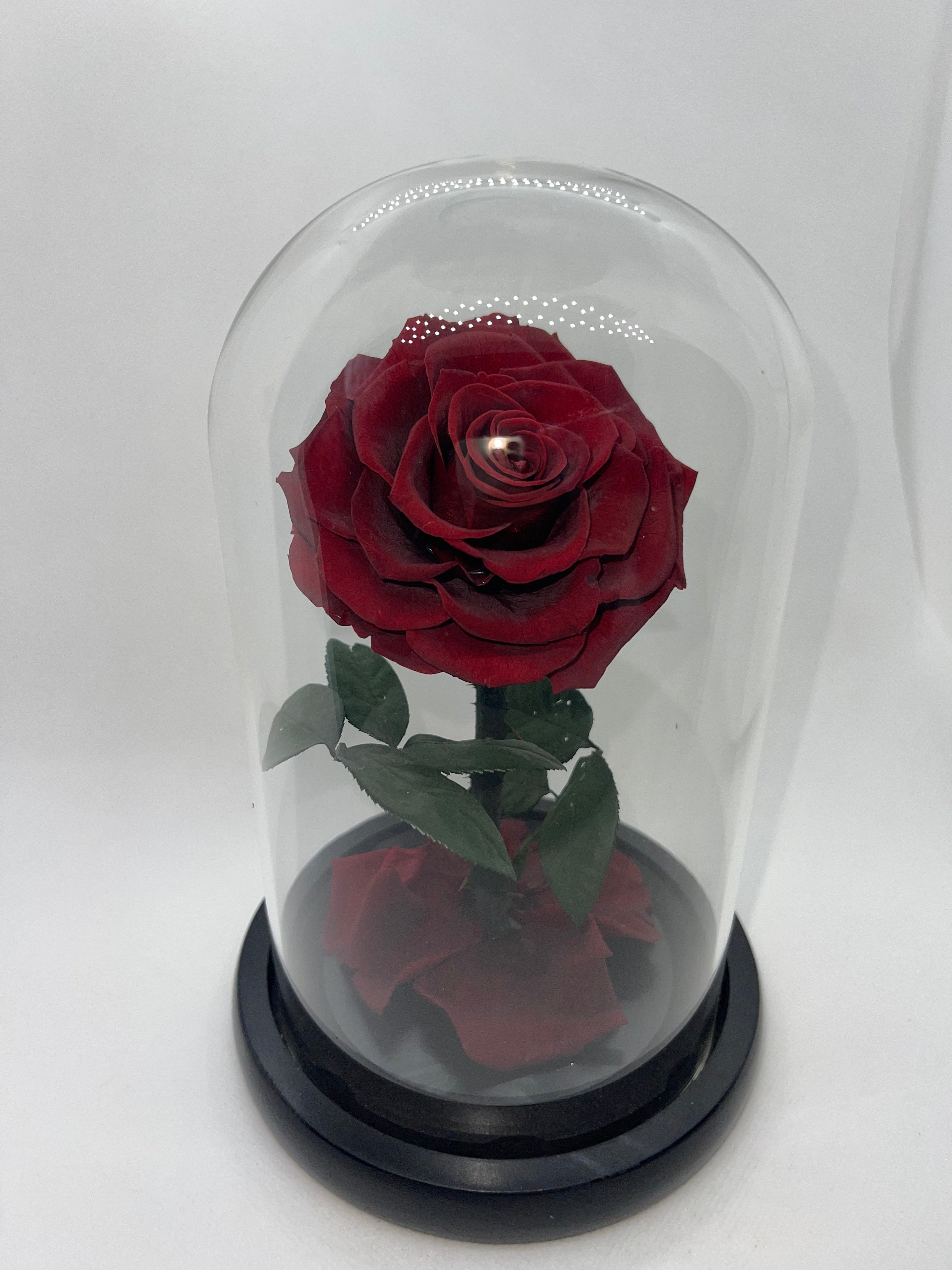 one year rose, everlasting rose, preserved rose, rose in glass dome, roses, everlasting roses Australia, mother’s day gift, birthday gift ideas, anniversary gift ideas, Australia gift ideas, gift ideas for her, tiktok, rose bears Australia, valentine’s day gift, valentine’s day, baby shower gift, 365 days rose, beauty and the beast rose