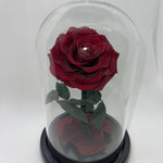 one year rose, everlasting rose, preserved rose, rose in glass dome, roses, everlasting roses Australia, mother’s day gift, birthday gift ideas, anniversary gift ideas, Australia gift ideas, gift ideas for her, tiktok, rose bears Australia, valentine’s day gift, valentine’s day, baby shower gift, 365 days rose, beauty and the beast rose